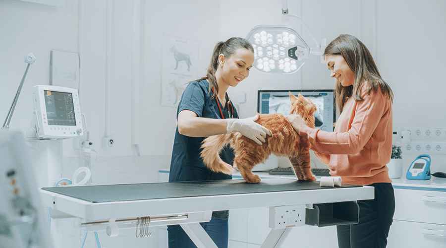 Veterinary Equipment Loans To Grow Your Vet Clinic